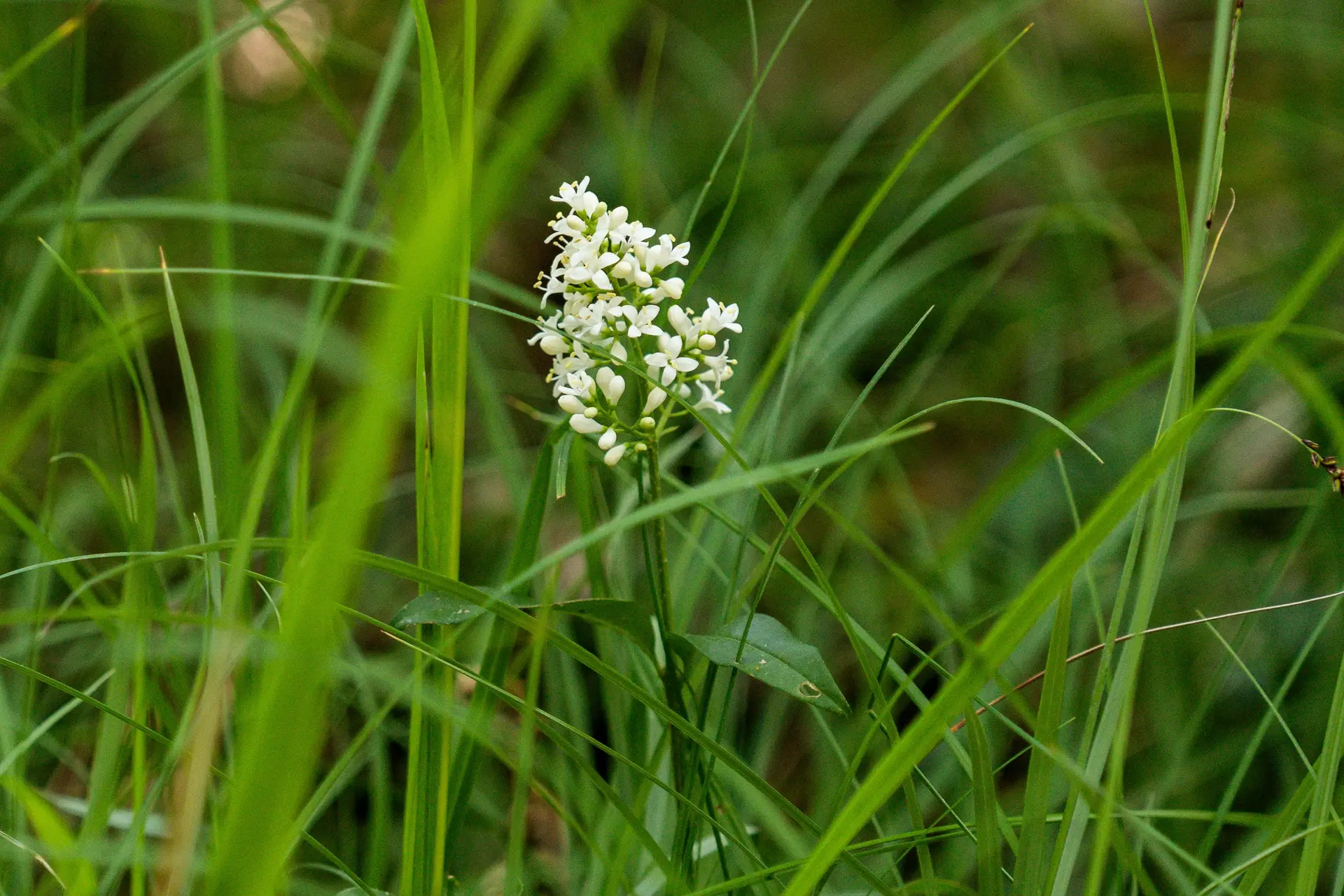 Orchidée à Ussel