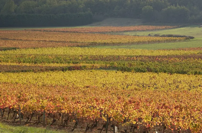Vignoble