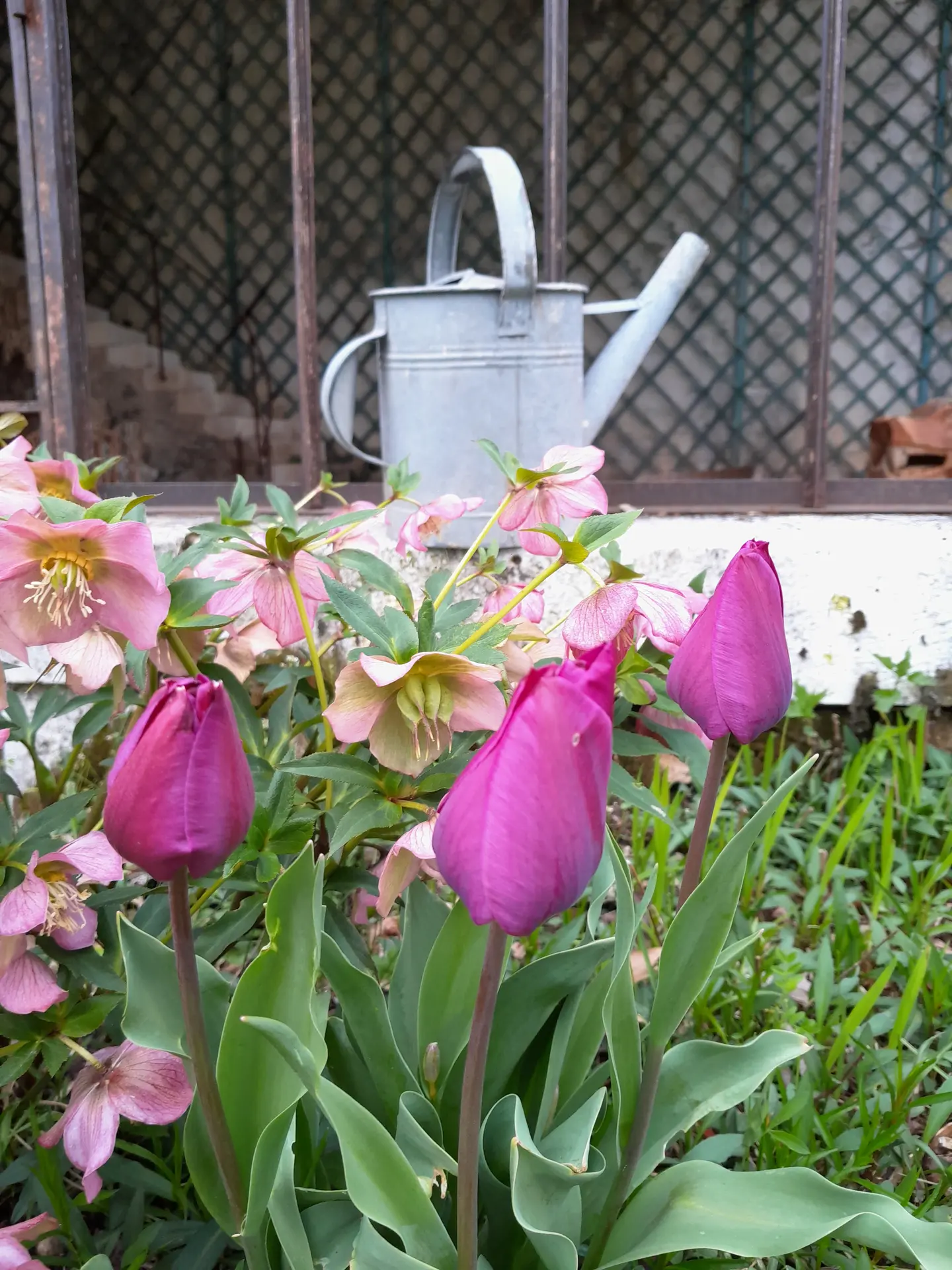 28042024-fête de printemps troc aux plantes-la forge au fil du temps