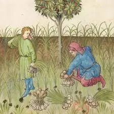 Cueillette