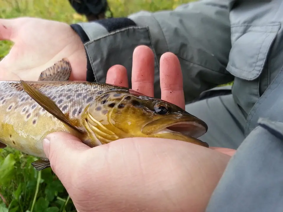 trout-1178327_960_720