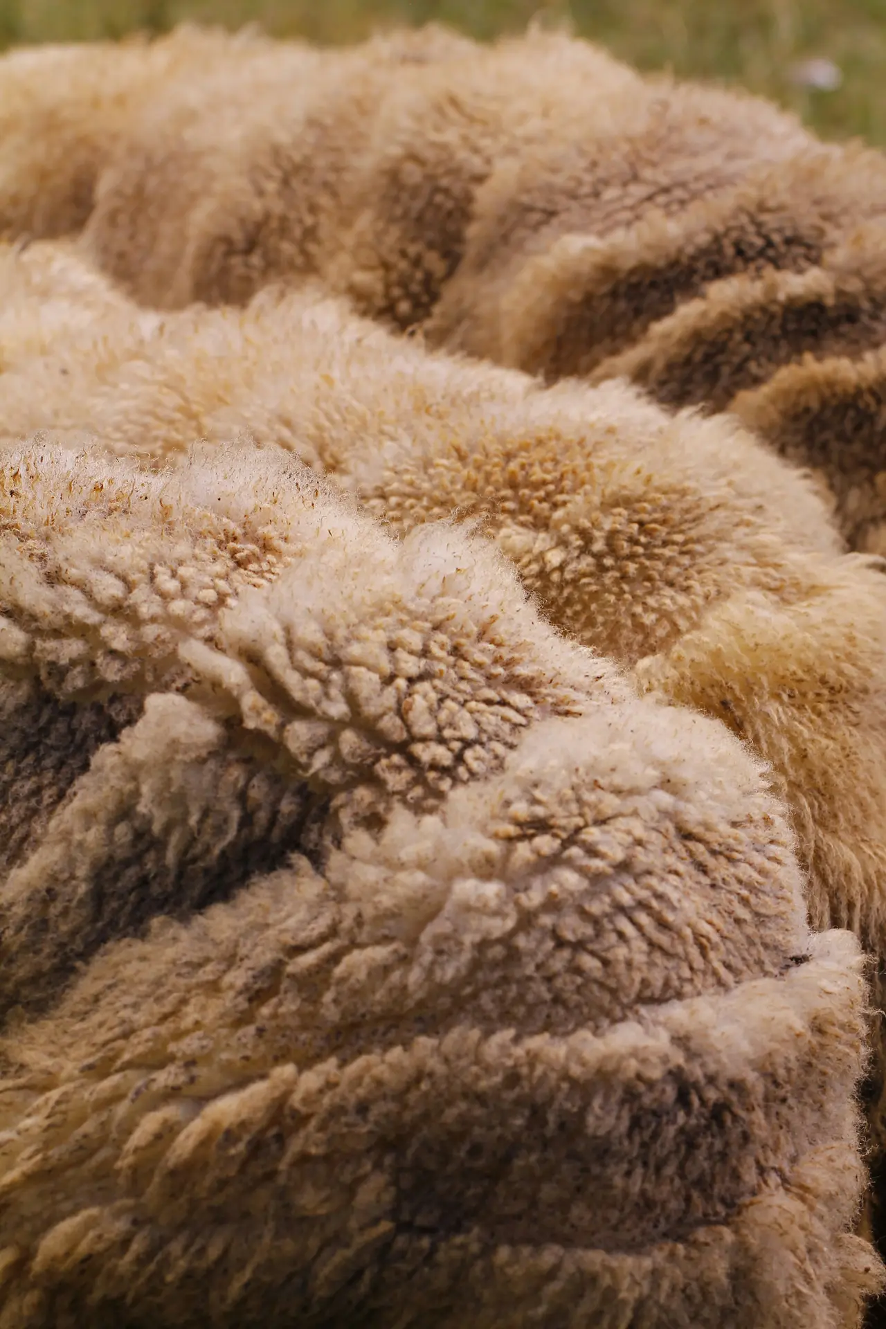 zorica-radosavljevic-FlO0p2ccu14-unsplash