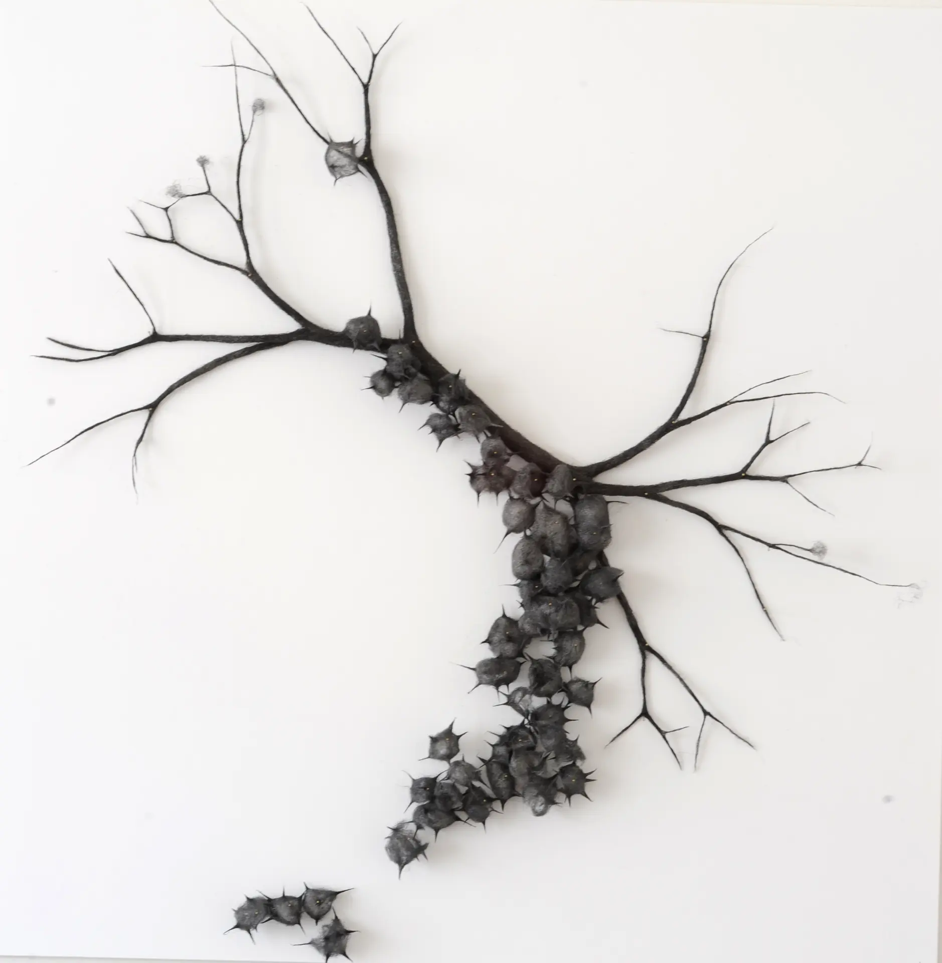 Anne Laval arbre de poussière 2- 50 sur 50 cm 2021- laine d'acier encrée