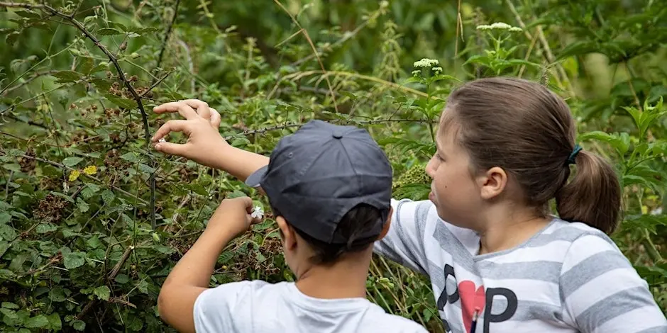 Animation forêts