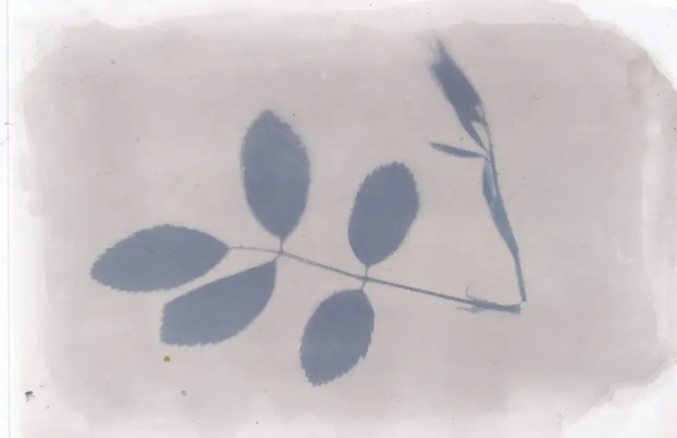 Anthotype feuille de rosier