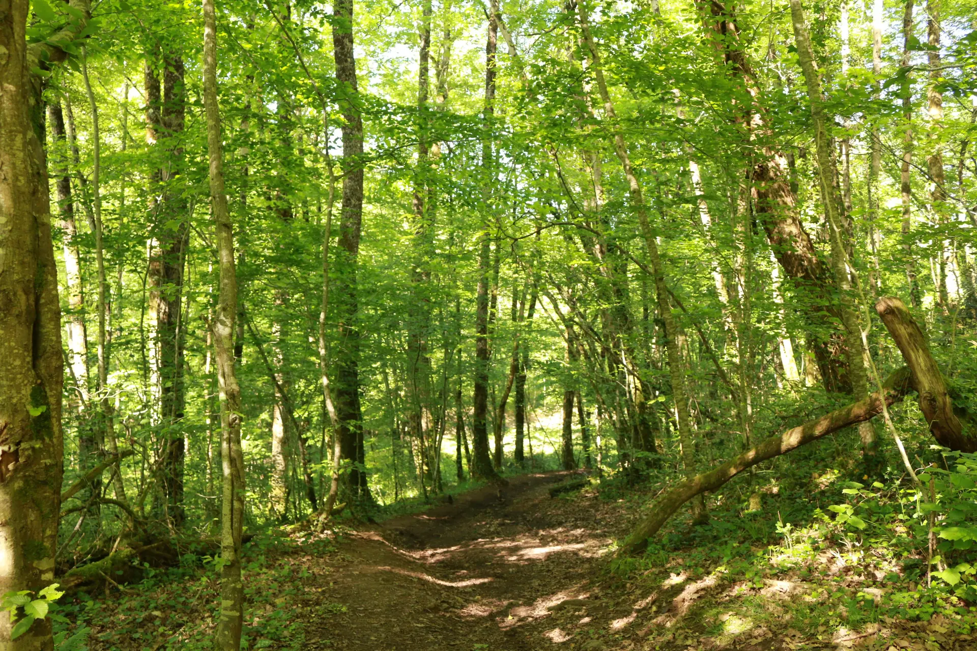 Au milieu des hêtres
