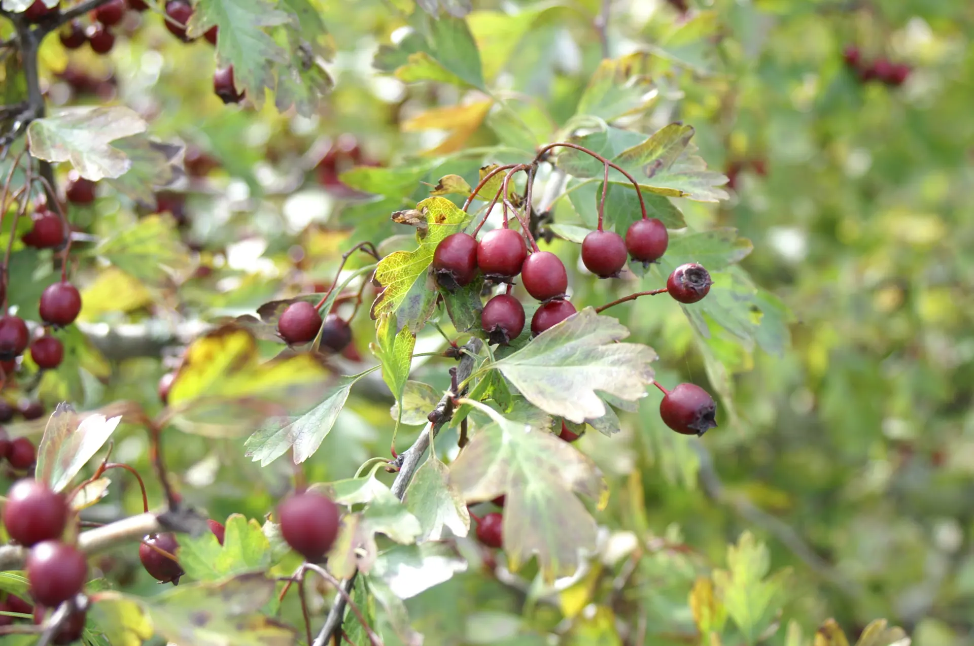 Aubépine fruits