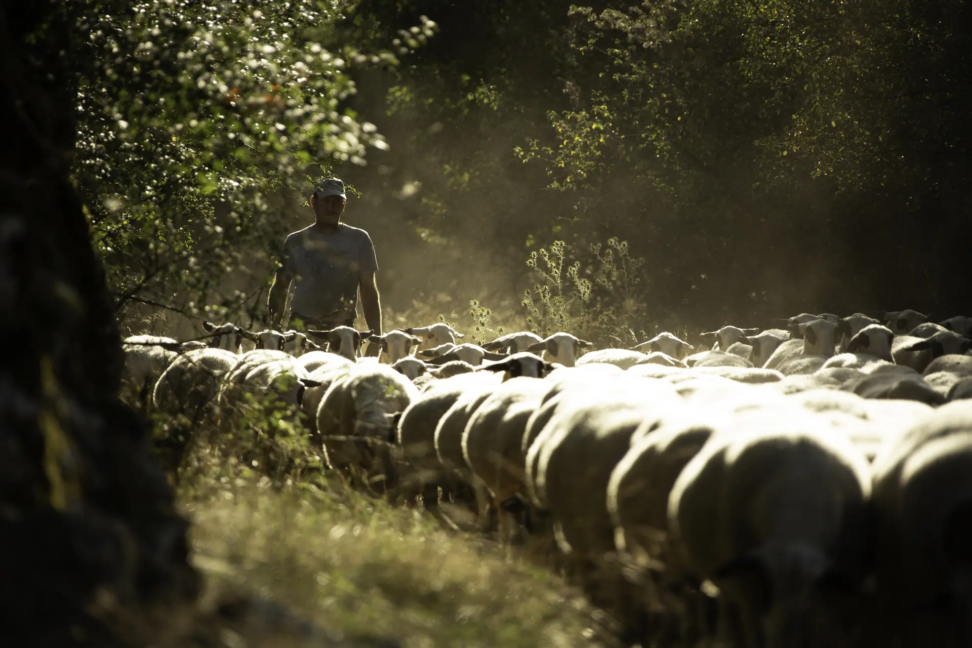 Brebis-Caussenarde-©MalikaTurin-8207-HD (1)