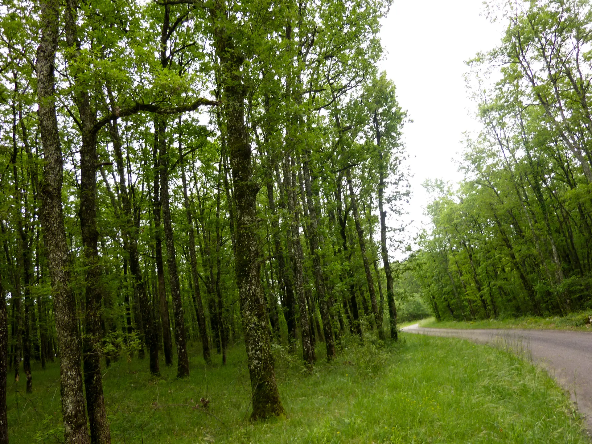 Camp del Bos - bois de chênes_10 © Lot Tourisme - C. Sanchez