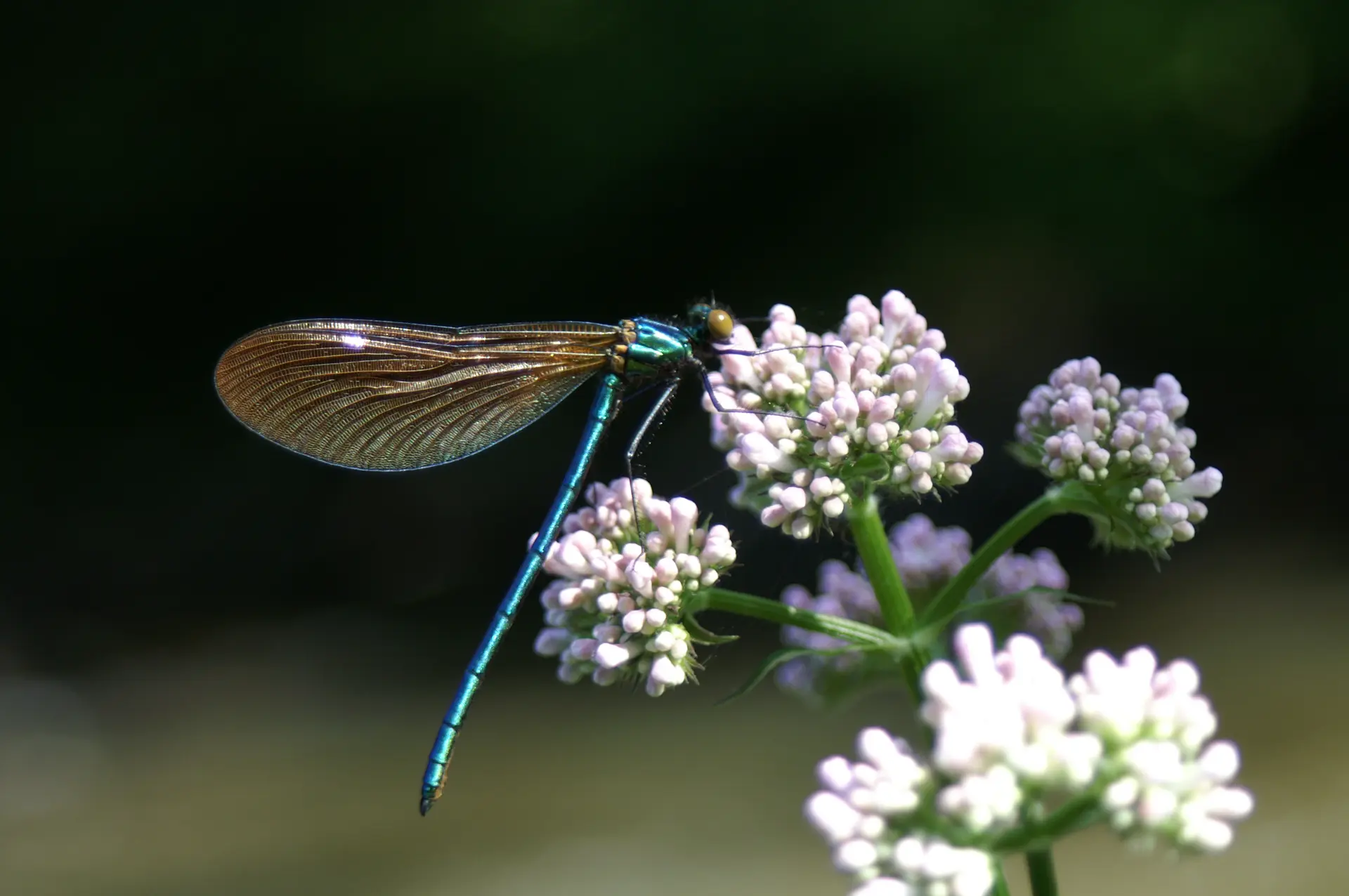Calopteryx vierge male sur Valeriane