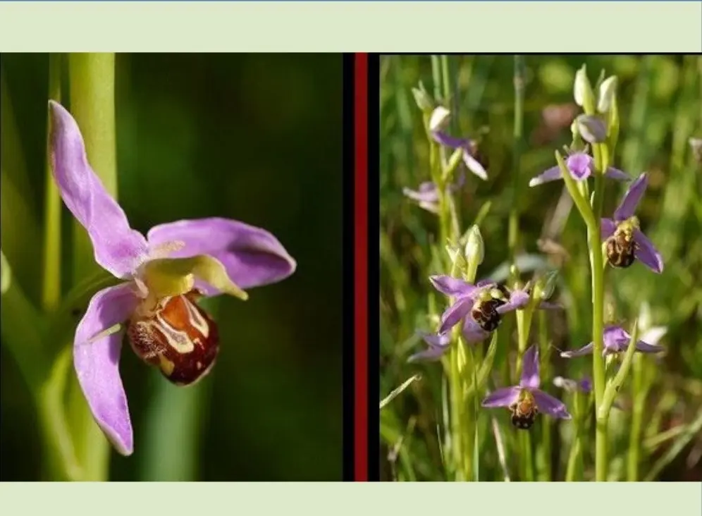 capture d'écran orchidées