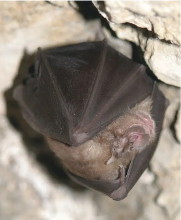 La nuit de la chauve-souris