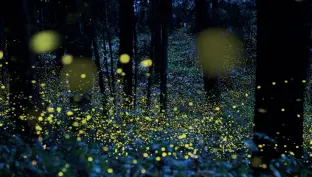 Lucioles
