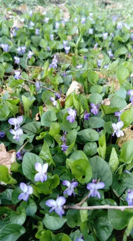 Capture d’écran du 2026-03-25 15-35-51