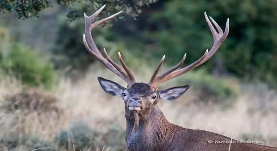 Cerf-elaphe-©-Ch.Rambal_LPO
