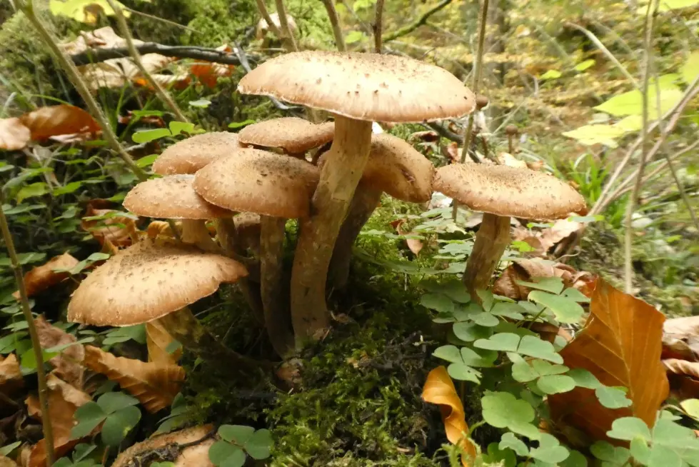 Champignons