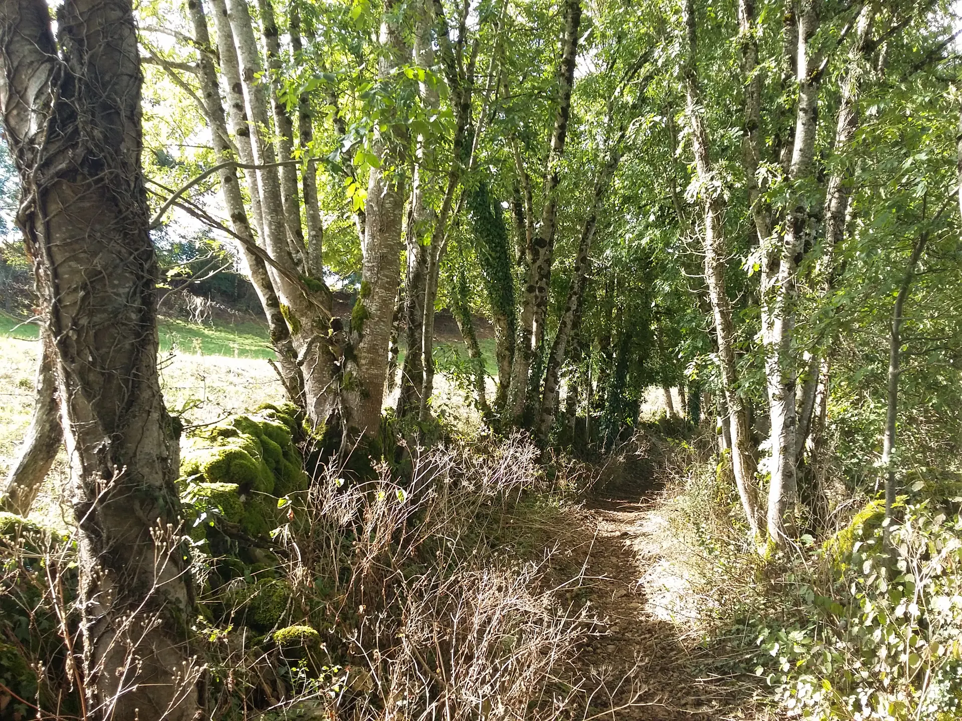 Chemin en sous-bois - circuit le chemin aux deux visages_20 © Lot Tourisme - A. Leconte