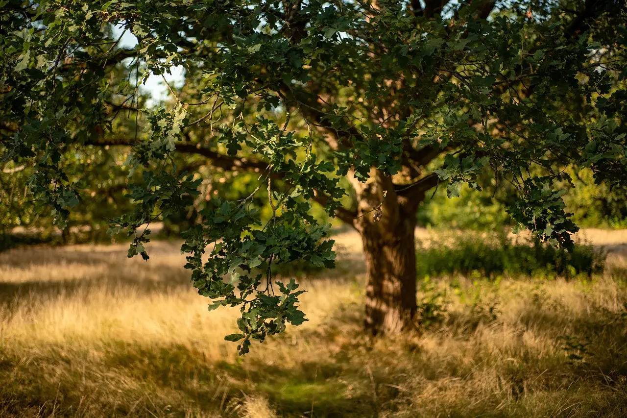 Arbre - Chêne