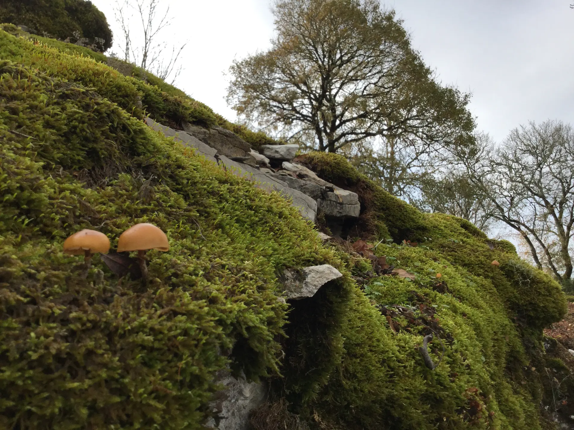 Circuit Les dolmens de Miers 5 - OTVD Gloria Lafarge