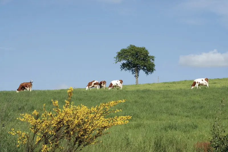 Vaches en Pâture dans le Limargue