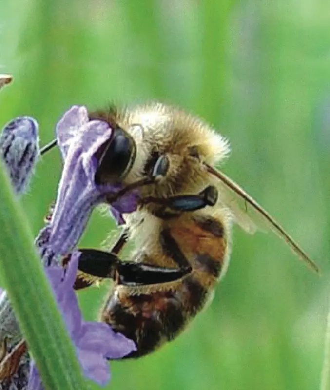 Abeille