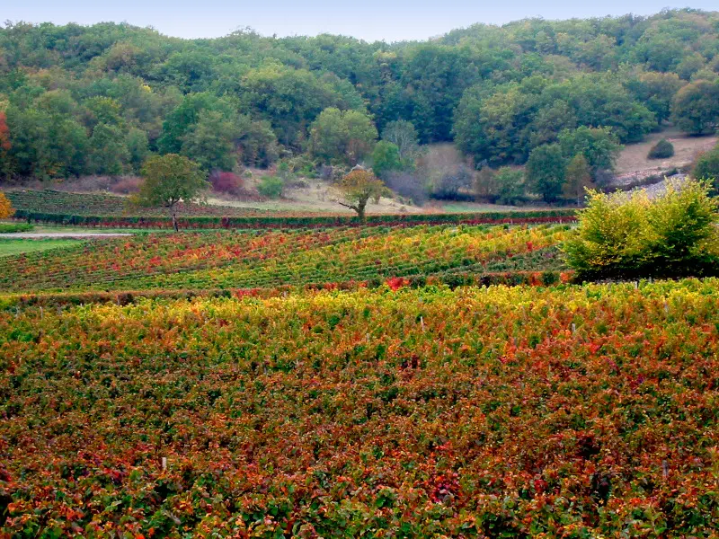 Vignoble