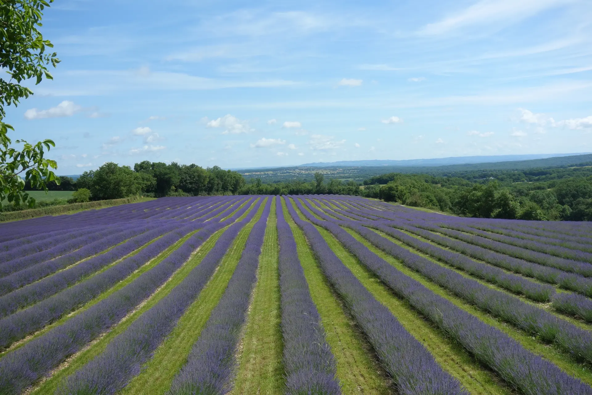 Berger des Lavandes Soulomès