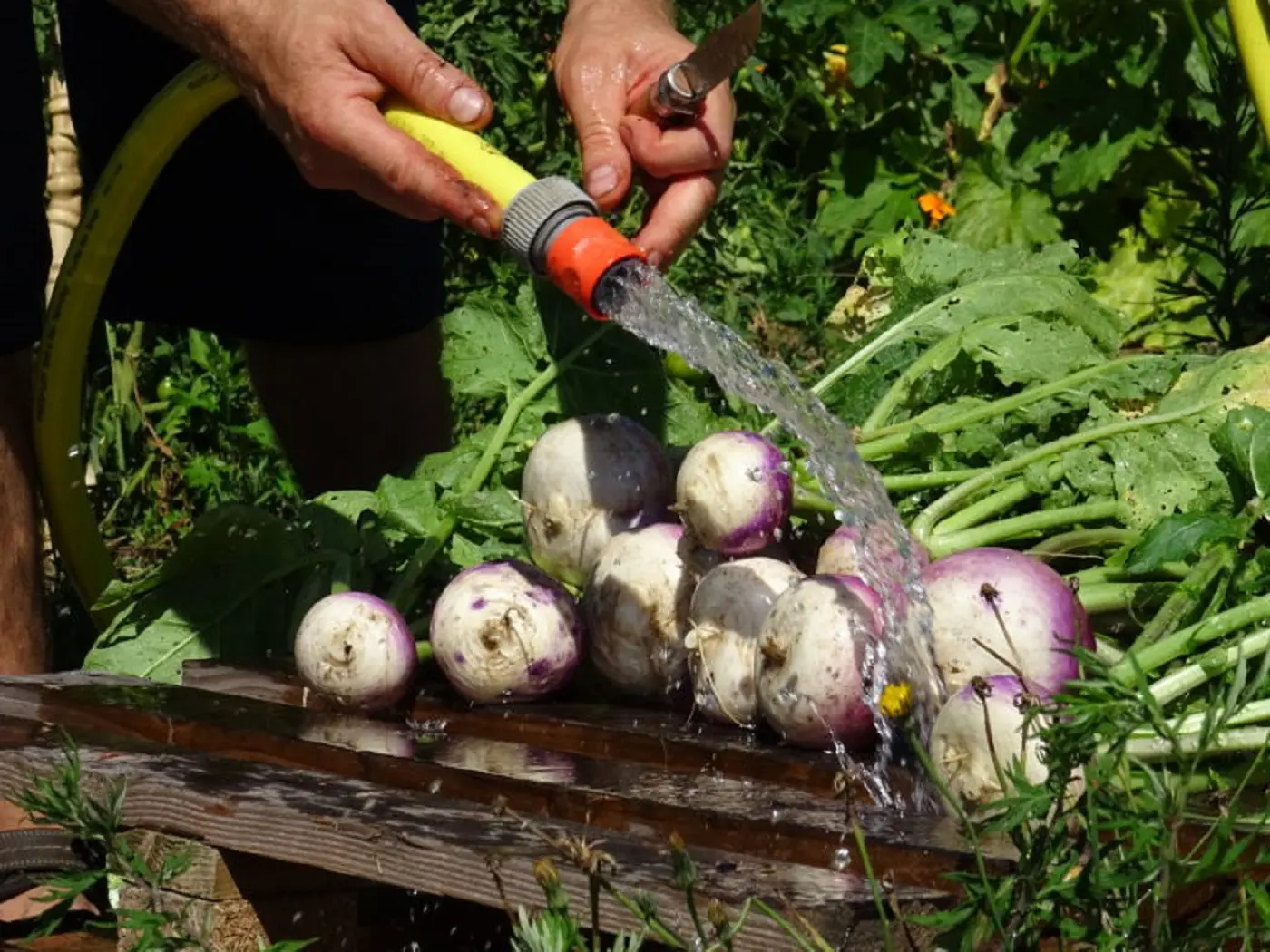 Légumes de printemps