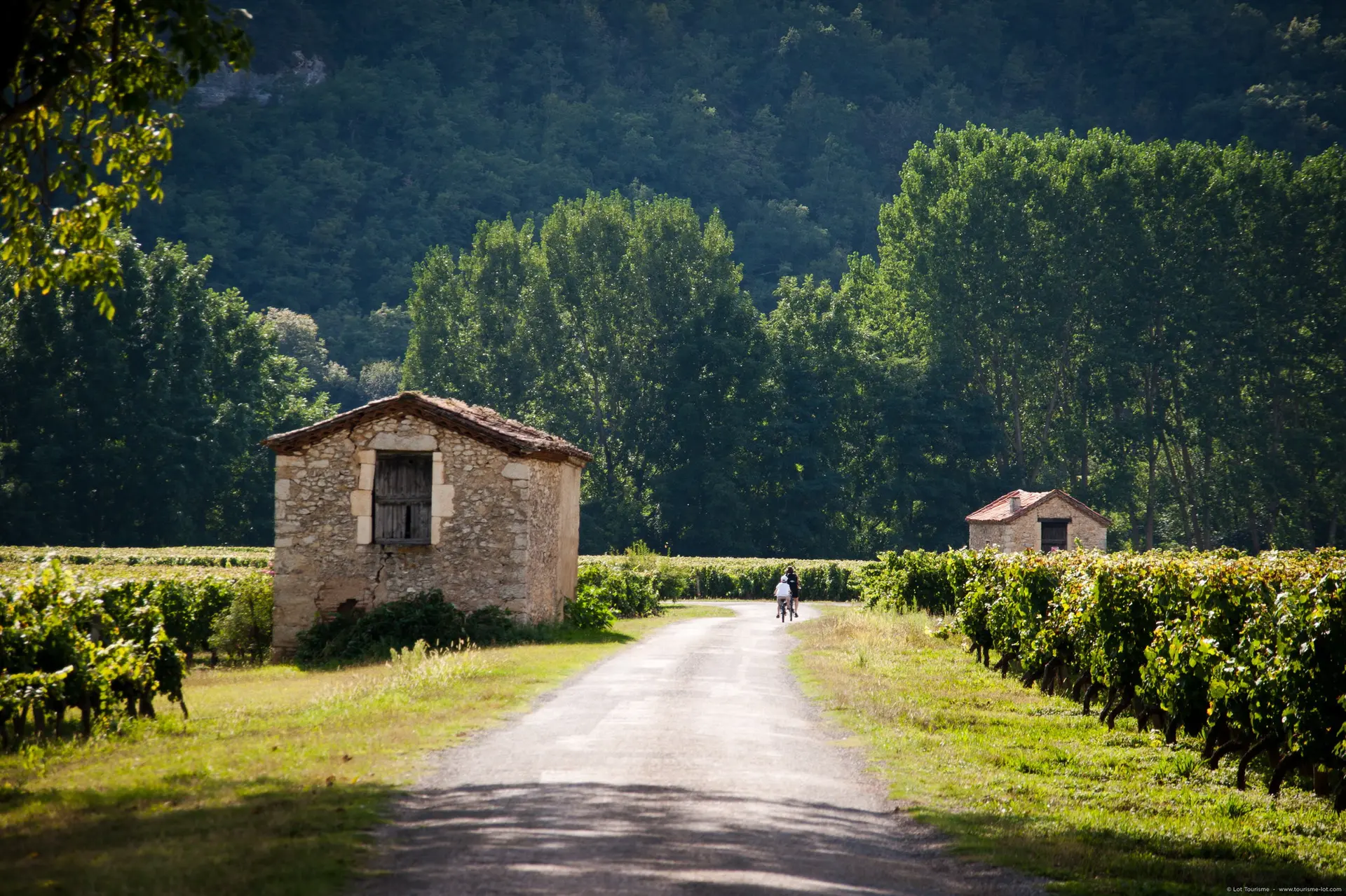 Luzech - Dans les Vignes