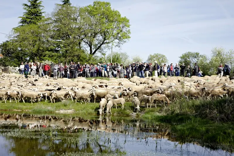 Transhumance Rocamadour-Luzech
