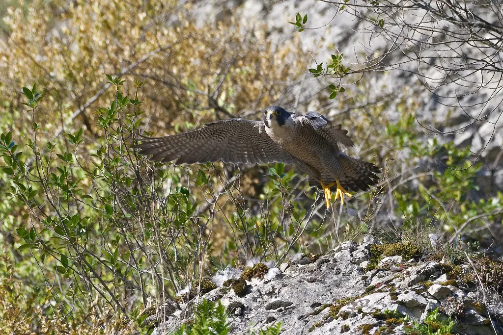 Faucon pèlerin