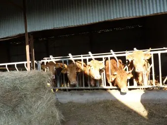 Ferme-de-Brossard_Lanteuil_vaches
