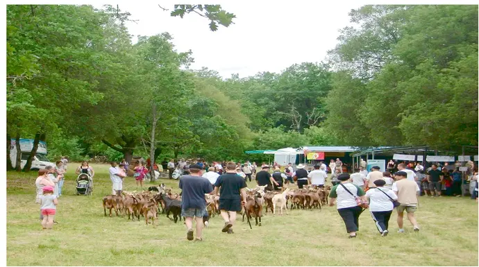 Fête des Fromages