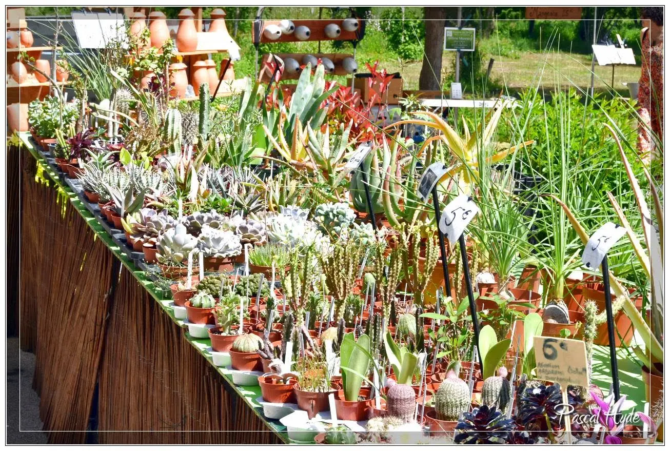 Fêtes des plantes rares Salviac 25©Pascal Hyde