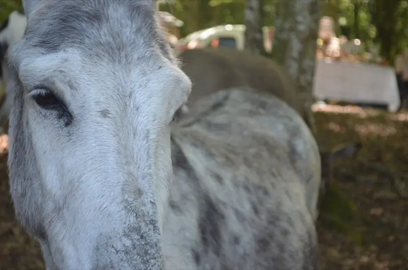 Foire du Dégagnazès - âne