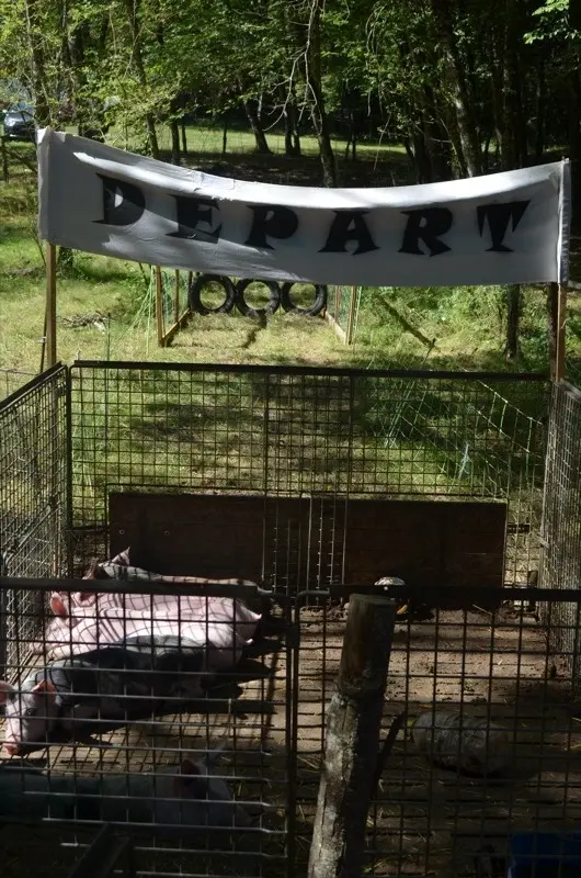 Foire du Dégagnazès - Le tiercé des p'tits cochons