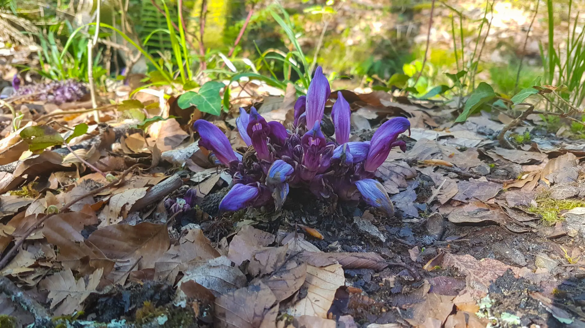 Fleurs au bord du ruisseau