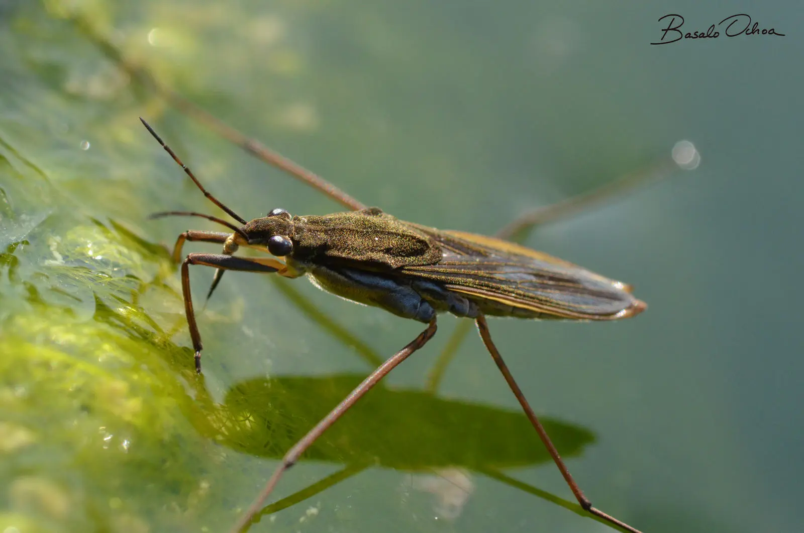Gerris lacustris