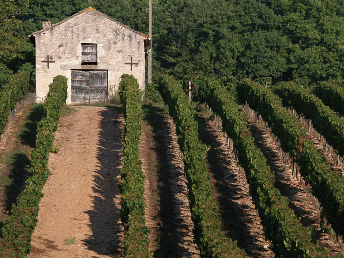 Cabane de Vigne dans le Vignoble