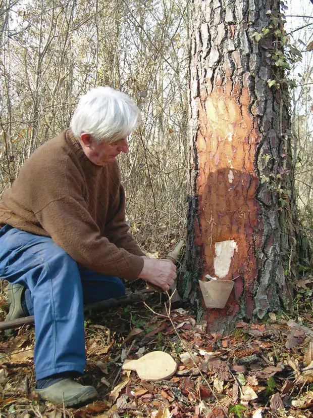 Récolte de Sève