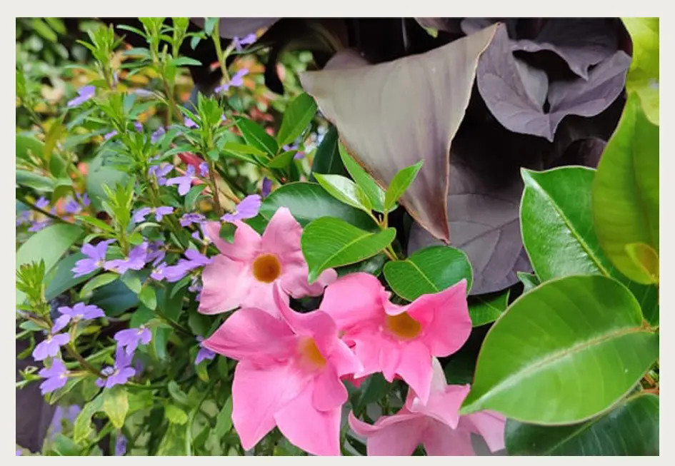 Jardinieres