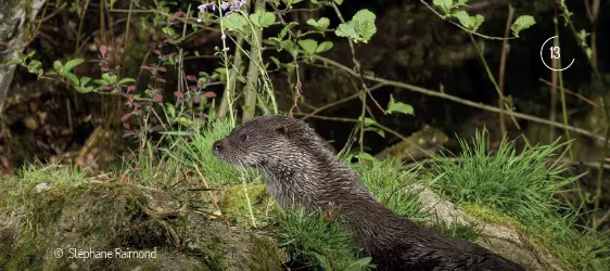 Laloutreentouteintimité