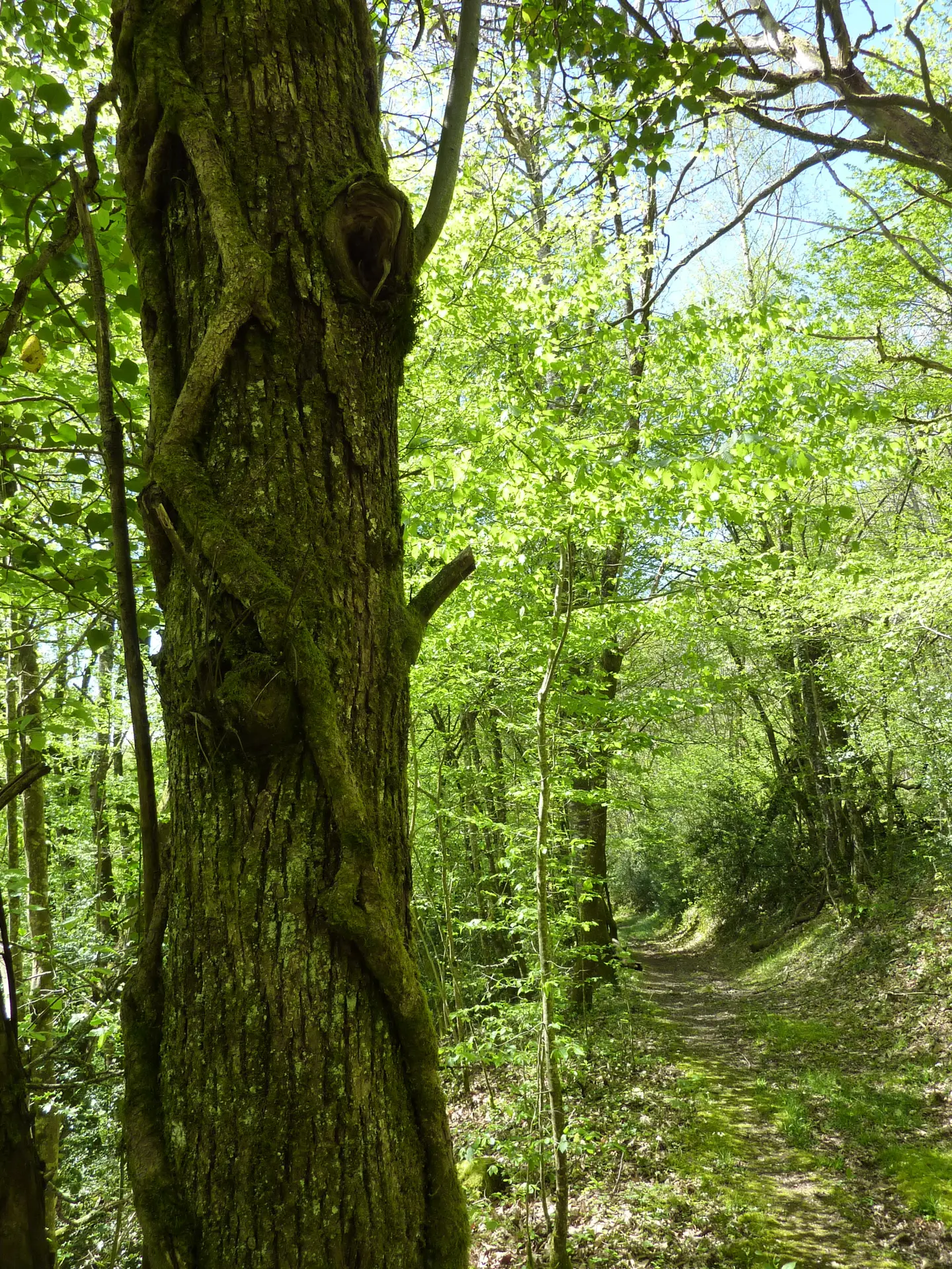 Latouille-Lentillac - Sentier sous les chênes_12 © Lot Tourisme - C. Sanchez