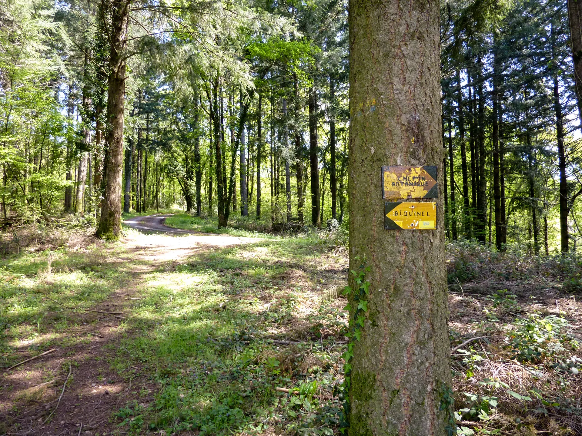 Latouille-Lentillac - Passage en sous bois_10 © Lot Tourisme - C. Sanchez