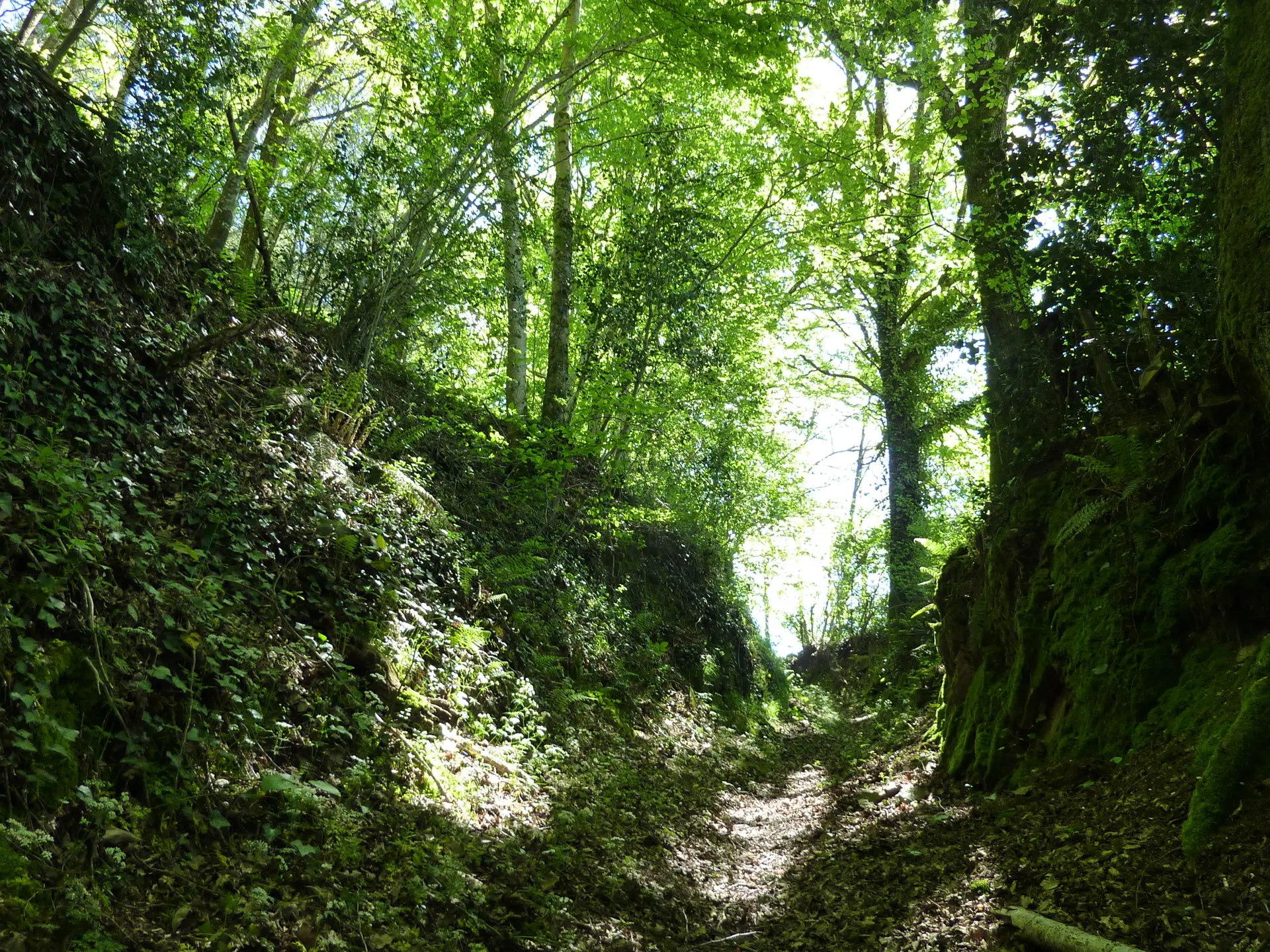 Latouille-Lentillac - Passage entre mousse, lierre et fougère_05 © Lot Tourisme - C. Sanchez