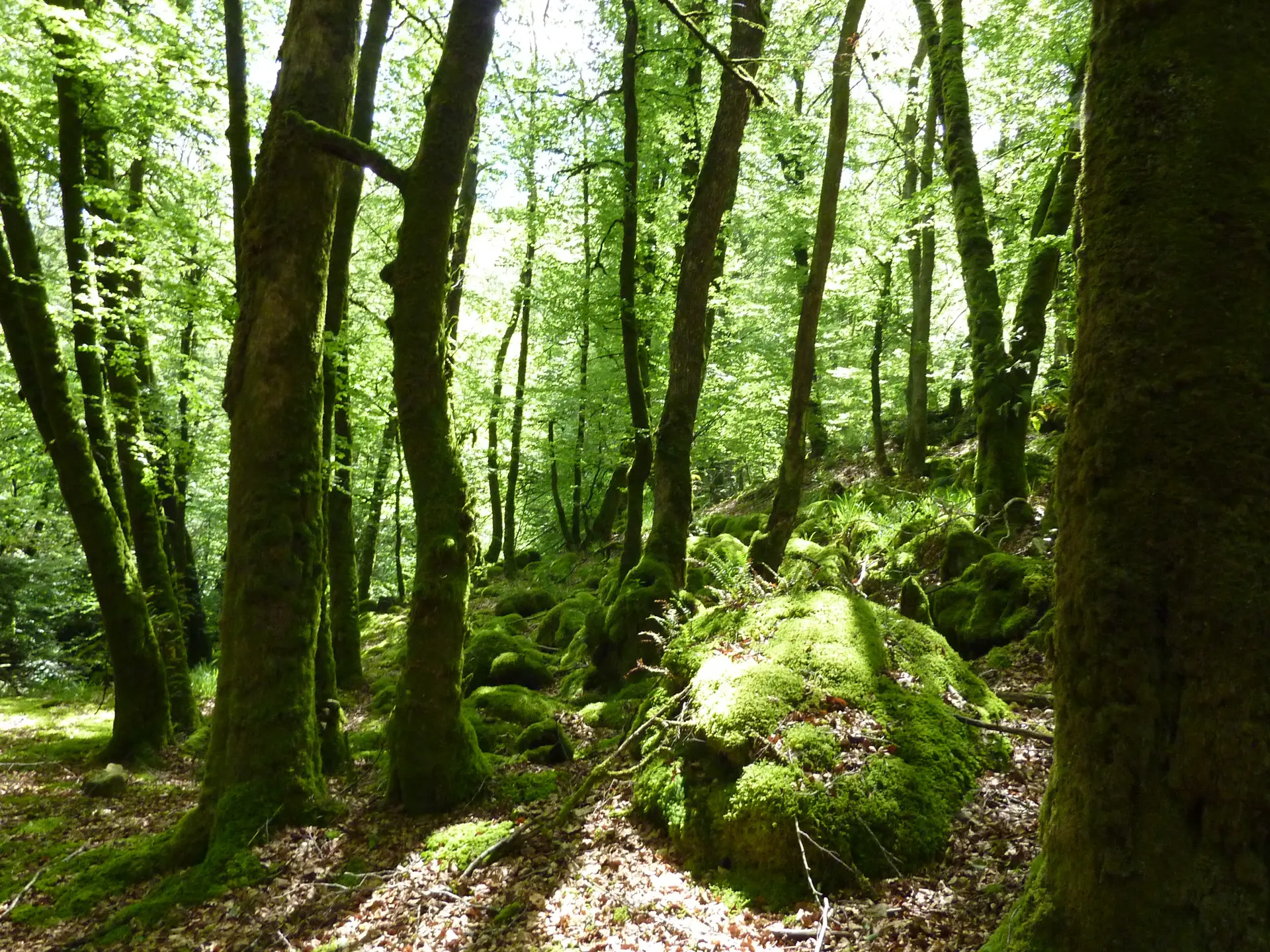 Marraufin - Prés du Ruisseau de Cayla_11 © Lot Tourisme - C. Sanchez