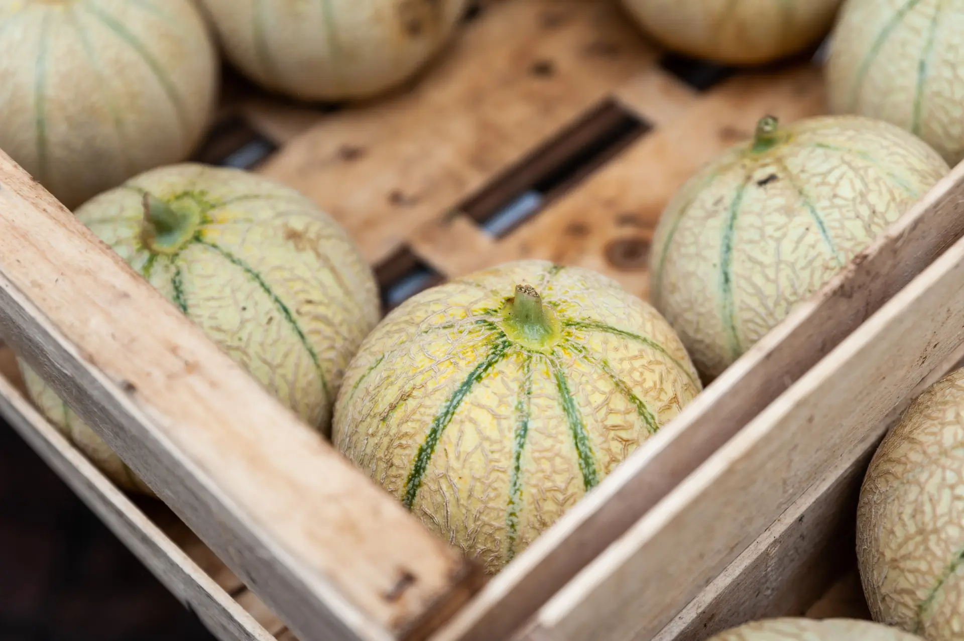 Melons sur le Marché des producteurs de Gourdon
