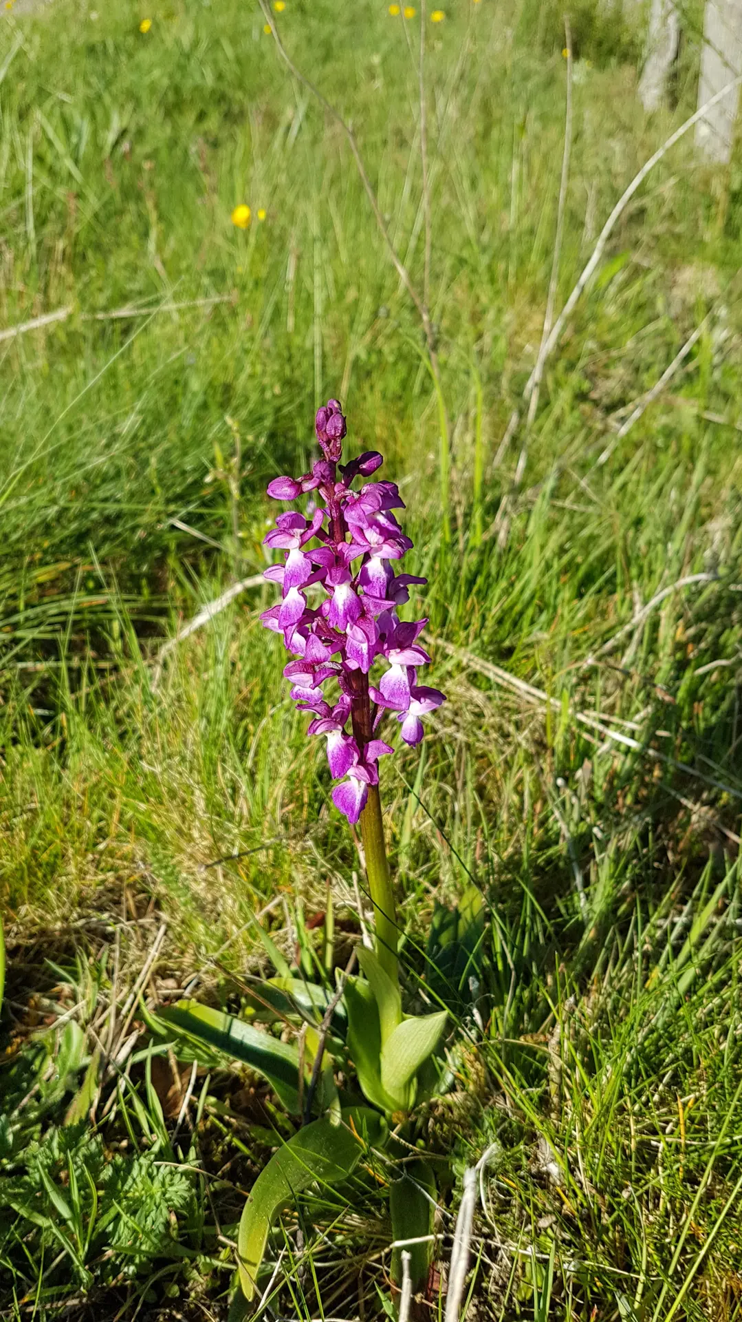 Orchidée sauvage