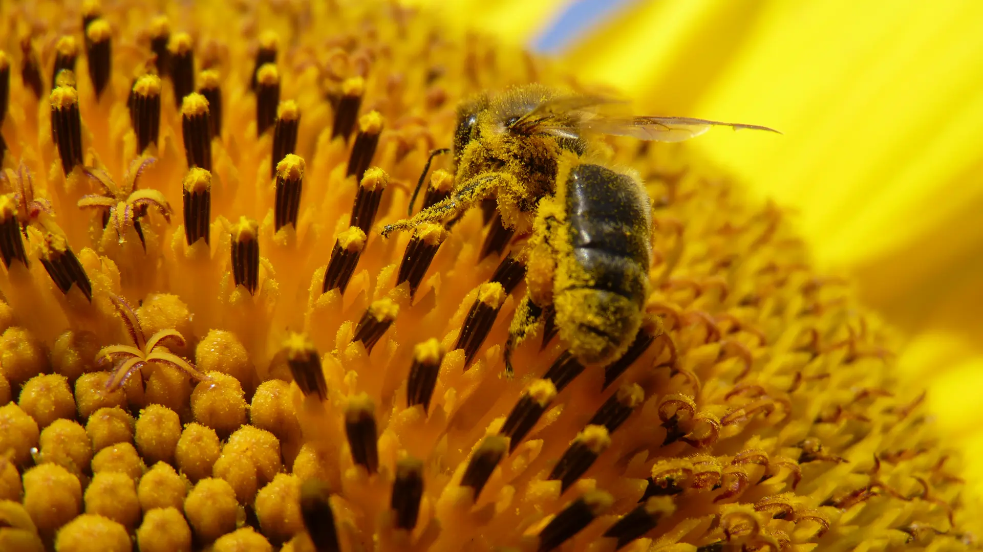 Photo abeille