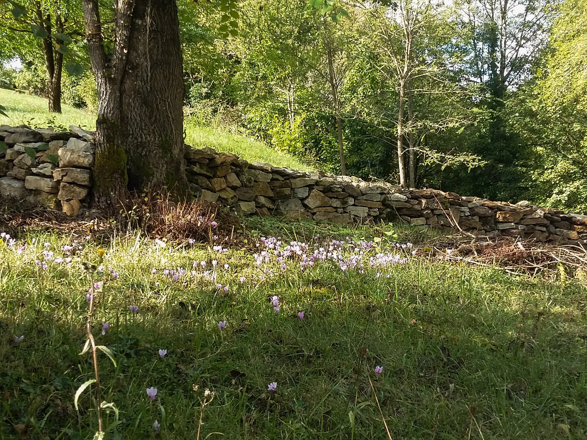 Parterre de Colchique au détour du chemin_18 © Lot Tourisme - A. Leconte